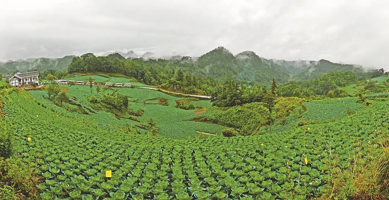 石家庄衣架裤架批发